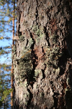 bark of a tree
