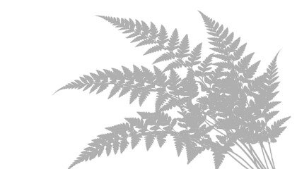 Minimalist gray fern leaf shadow on a transparent background © Imran