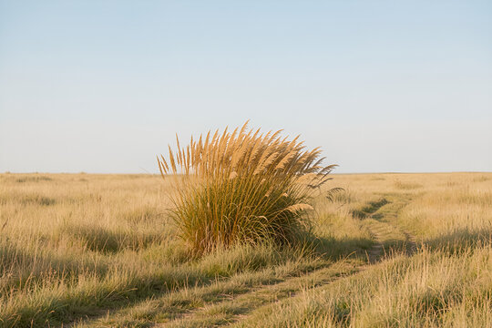 Broad native prairie with amber switchgrass and curving mowing path under pale blue sky