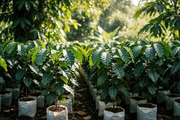 Obraz premium Young coffee plants grow in white nursery bags at tropical plantation. Green arabica seedlings in small pots prepare for field planting. Sunlit leaves of coffee trees show healthy growth in organic