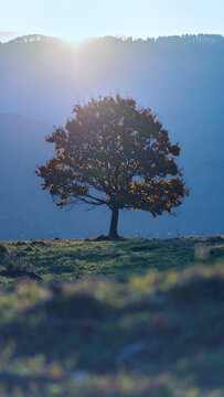 Lone maple tree on a hill during autumn