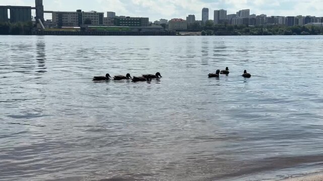 A duck family swims along a river with a large city skyline in the background, daytime, peaceful urban nature harmony, very candid authentic life moment captured today in the city.
