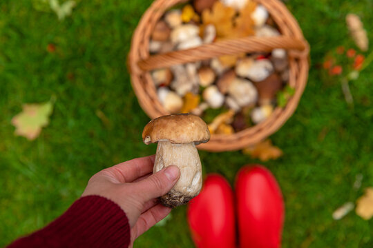 Various wild forest mushrooms. Selective focus.