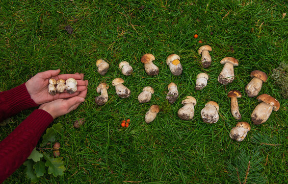 Various wild forest mushrooms. Selective focus.