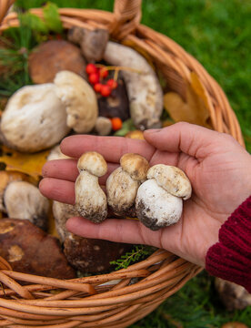 Various wild forest mushrooms. Selective focus.