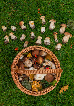 Various wild forest mushrooms. Selective focus.