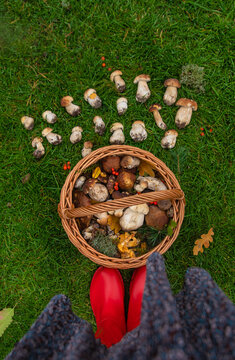 Various wild forest mushrooms. Selective focus.