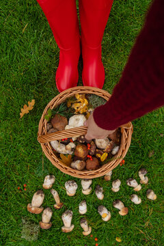 Various wild forest mushrooms. Selective focus.