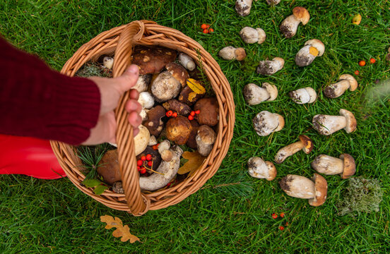 Various wild forest mushrooms. Selective focus.