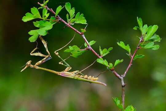 Western conehead mantis // Westliche Haubenfangschrecke (Empusa pennata) - Sedano, Burgos, Spain
