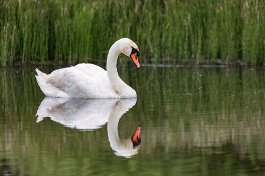 Beautiful White Mute Swan Gliding on Calm Water Reflecting its Graceful Form Near Lush Green Reeds