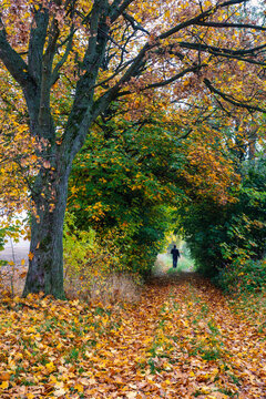Person walks on leaf covered path under autumn trees in autumn landscape.