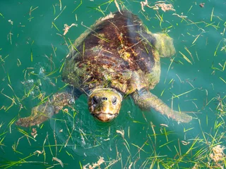 Caretta-caretta swimming in dirty seas in summer © naturenow
