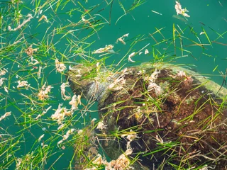 Caretta-caretta swimming in dirty seas in summer © naturenow