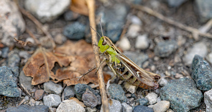 Macro Close-up of a Green Grasshopper in Natural Habitat