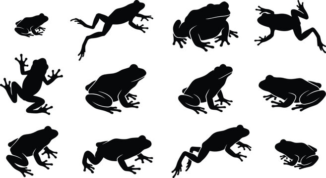 Toad and frog silhouettes in various jumping and sitting poses for biology nature education