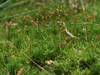Macro Close-up of Green Moss with Spore Capsules on the Forest Floor © Marrow83