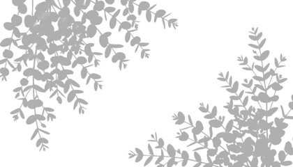 Fototapeta premium Eucalyptus leaf shadow overlays on transparent background