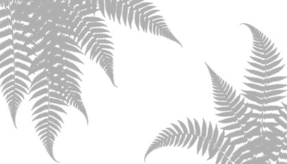 Grey fern leaves shadows isolated on transparent background © Tohmina
