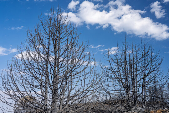 Savin Junipers Burnt by 2022 Wildfire, Santo Domingo de Silos, Spain