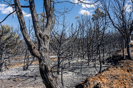 2022 Wildfire Devastation: Burned Savin Junipers, Santo Domingo de Silos