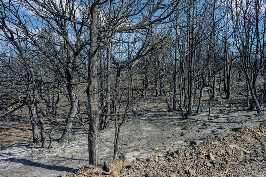Charred Savin Junipers After 2022 Wildfire, Santo Domingo de Silos