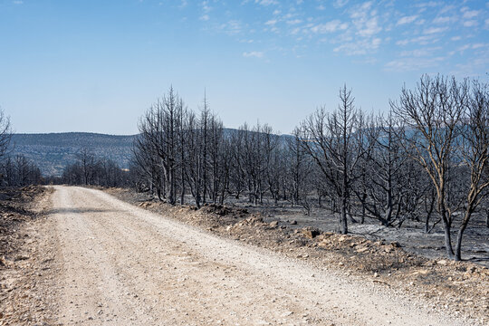 2022 Wildfire Aftermath: Burnt Junipers in Santo Domingo de Silos