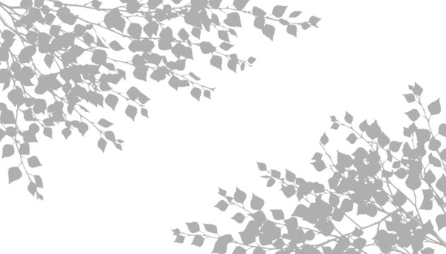 Tree shadow frame isolated on transparent background