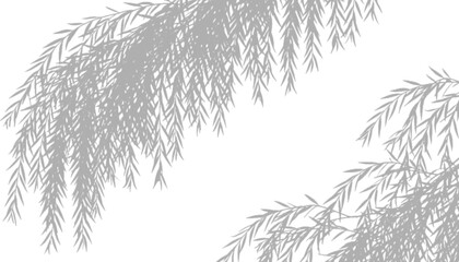Willow tree shadows isolated on transparent background © Tohmina