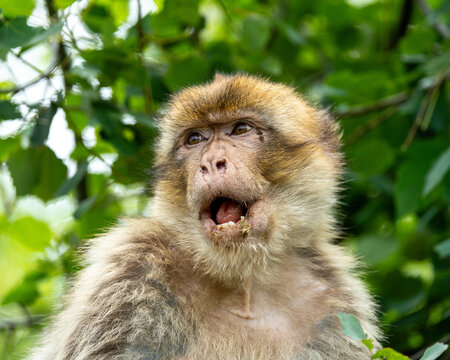 Green macaque