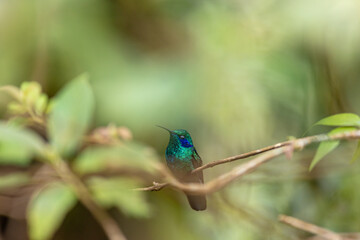 Fototapeta premium Emerald-green hummingbird resting on a branch in nature
