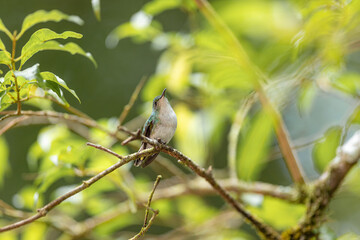 Fototapeta premium Hummingbird perching on branch looking up in nature
