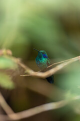 Fototapeta premium Green-throated hummingbird perching on branch in nature