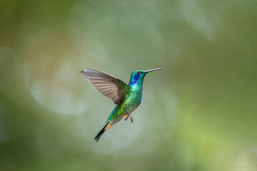 Fototapeta premium Hummingbird hovering in flight with green plumage