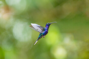 Fototapeta premium Violet sabrewing hummingbird hovering in tropical forest