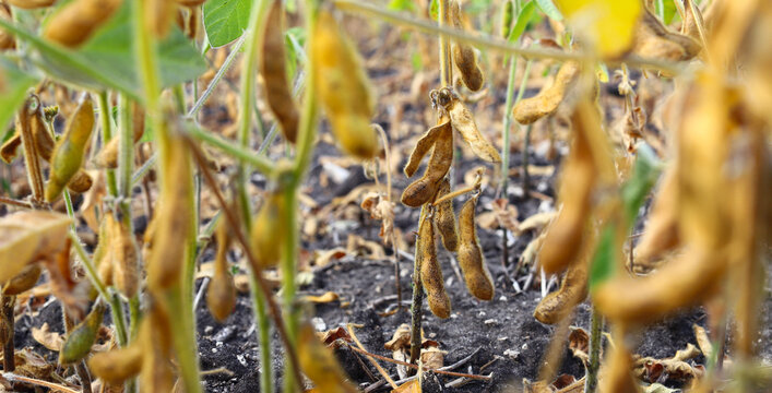 Ripe dry and green soybean pods on bush close up. Close-up of ripening soybeans in a field before harvest. Sunny summer day. The concept of a good harvest. World food crisis.