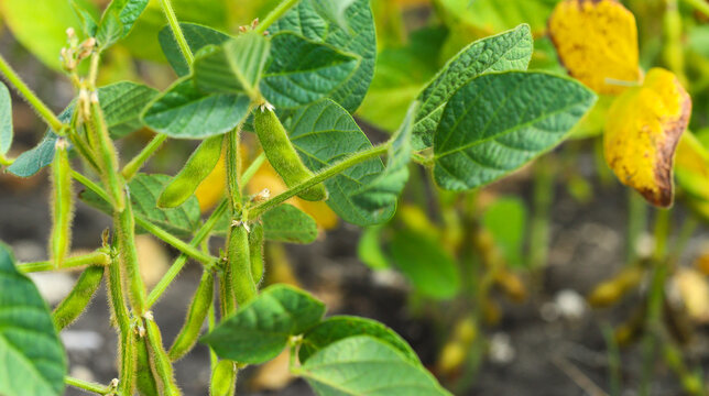 Ripe dry and green soybean pods on bush close up. Close-up of ripening soybeans in a field before harvest. Sunny summer day. The concept of a good harvest. World food crisis.