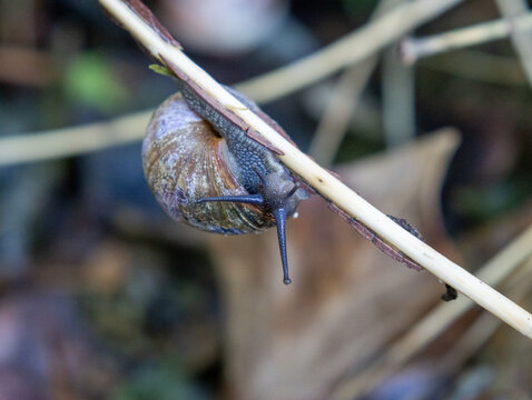 Garden Snail Climbing a Thin Stem &ndash; Close-Up Macro Nature Photography
