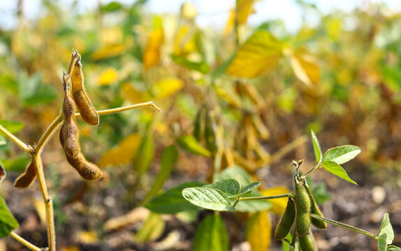 Ripe dry and green soybean pods on bush close up. Close-up of ripening soybeans in a field before harvest. Sunny summer day. The concept of a good harvest. World food crisis.