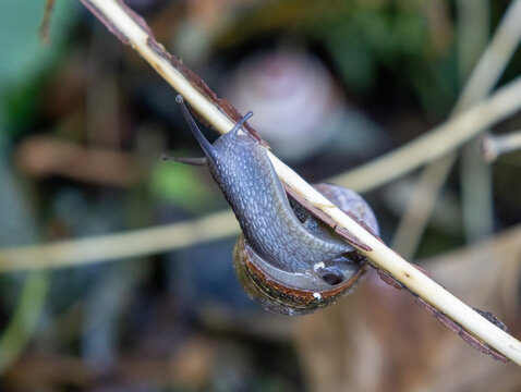Close-Up Macro Shot of Garden Snail Crawling Along Plant Stem in Natural Habitat