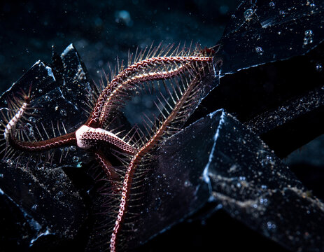 Macro Deep Sea Brittle Star Crawling on Geometric Dark Obsidian Rock