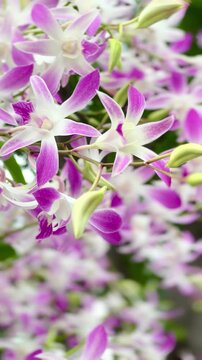 Close-up of delicate pink and white orchid flowers blooming on a branch, with layered blossoms and soft natural background creating an elegant botanical scene.