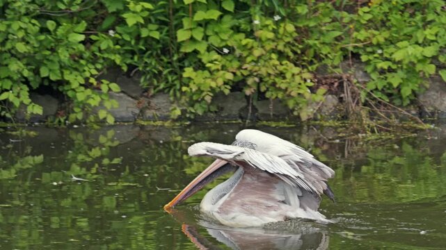 A large pelican spreads its wings while floating on calm water, creating a splash and clear reflection near a stone-lined bank