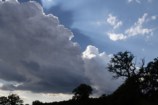 old tree against dramatic blue sky