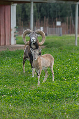 A male mouflon with large curved horns stands beside a young mouflon in a grassy field. The background features a wooden structure and a blurred fence. © Татьяна Зернова