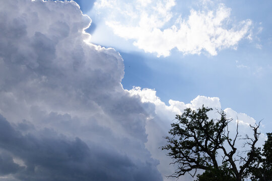 old tree against dramatic blue sky