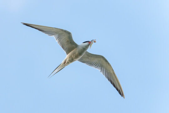 Common Tern (Sterna hirundo) in flight with a prey. Gelderland in the Netherlands.            