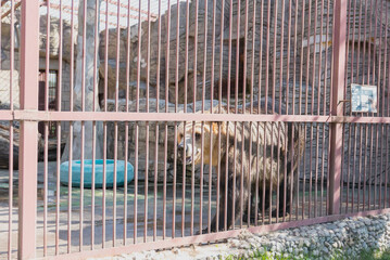A brown bear stands inside a zoo enclosure. The bear is visible through metal bars, with a blue object in the background. The setting is a sunny day. © Татьяна Зернова