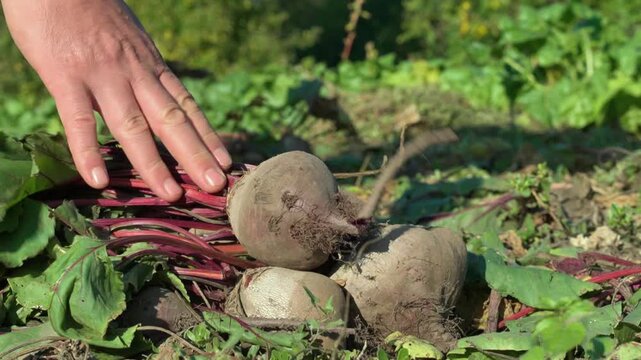 Hand lifts freshly harvested beetroot from leafy garden soil, revealing round earthy roots and red stems during outdoor organic vegetable harvest