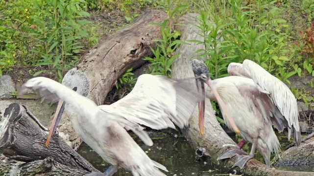Two large pelicans preen and stretch their wings while perched on a fallen log beside a calm pond, surrounded by green plants and marsh vegetation in a quiet wetland setting